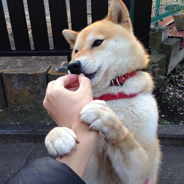 爱游戏体育下载-意甲裁判吹罚尺度变化对犯规判罚趋势的统计分析，意甲足球裁判